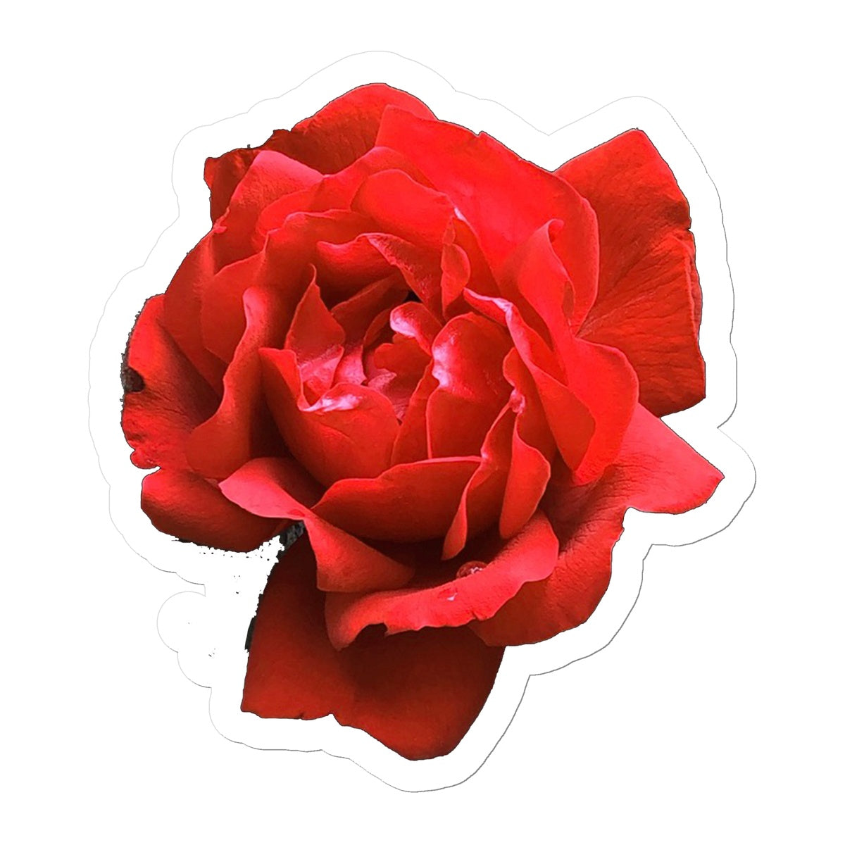Red Rose Sticker