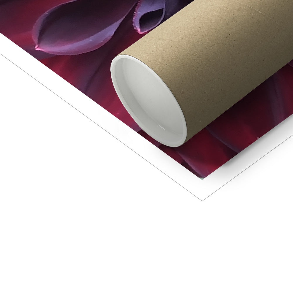 Deep Red Dahlia Macro Flower C-Type Print