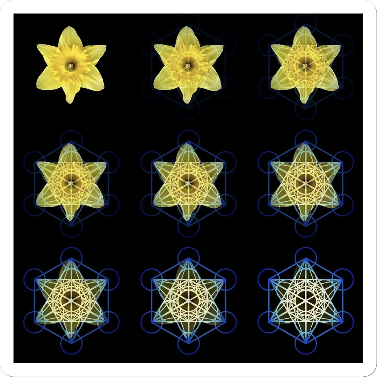 The Geometry of Flowers 3 Sticker