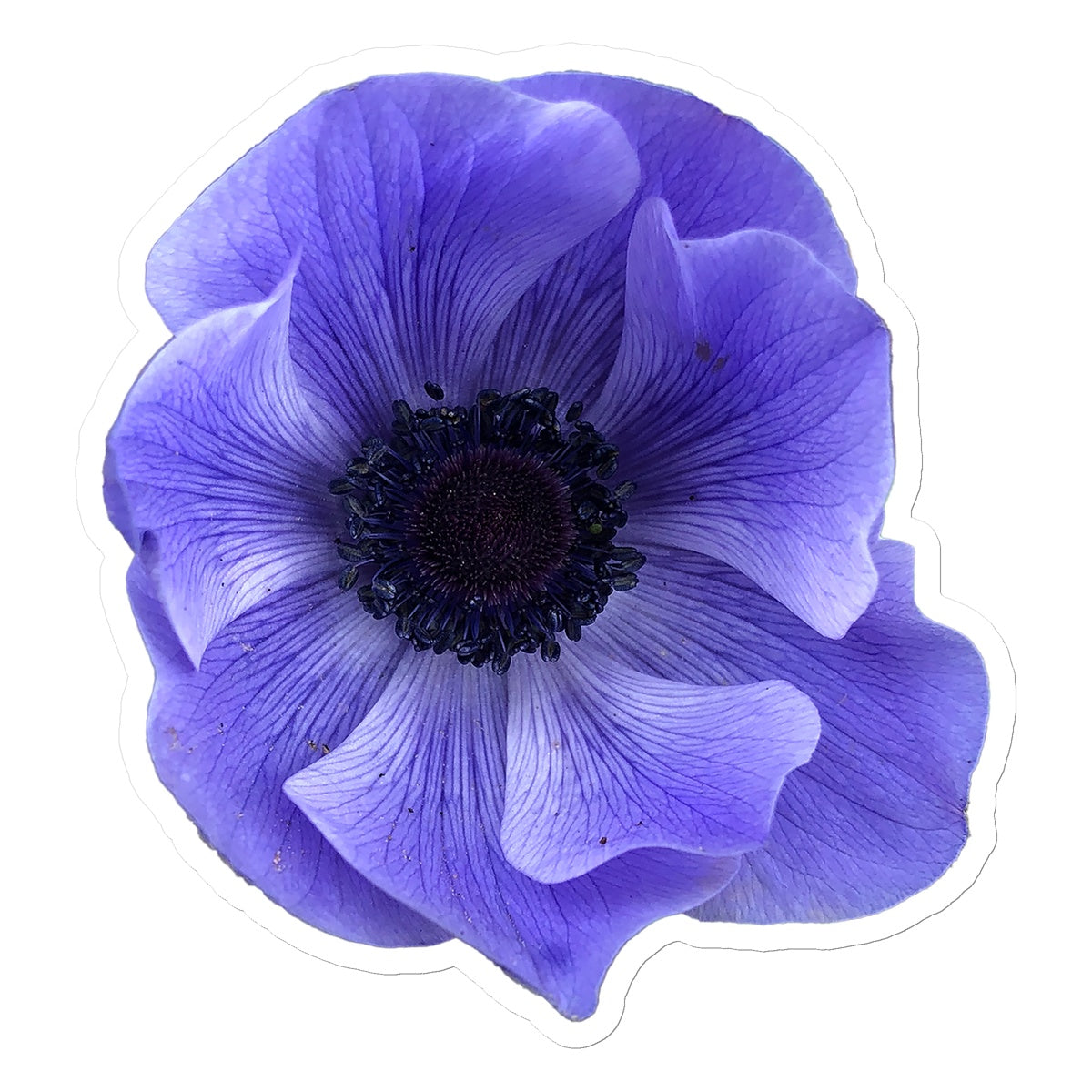 Mistral Blue Anemone Flower Sticker