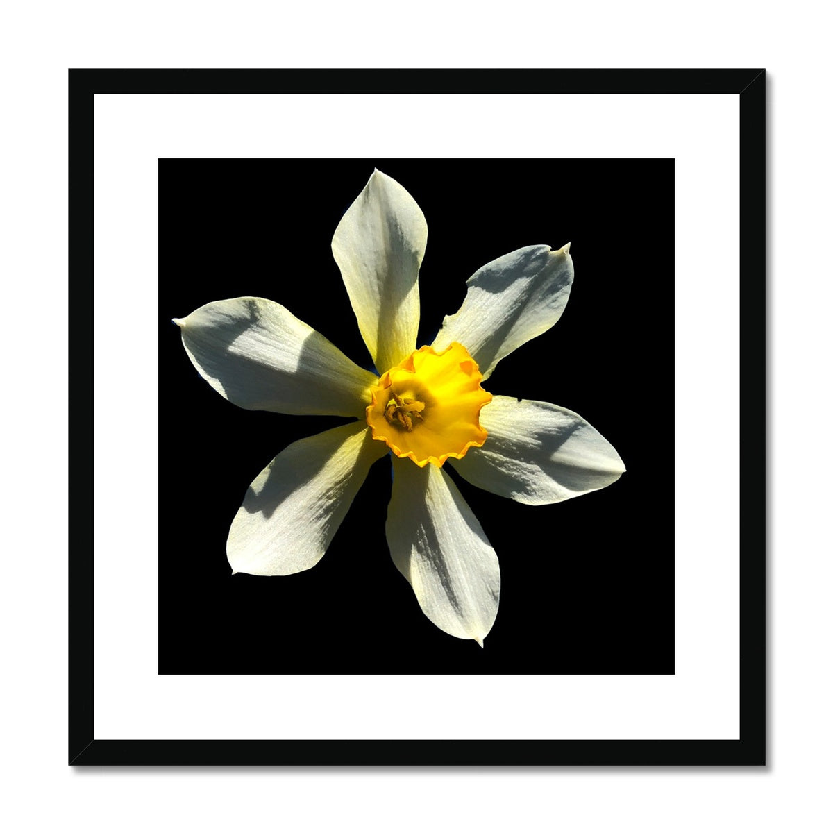 Daffodil Flower Print Framed & Mounted Print - Nature of Flowers