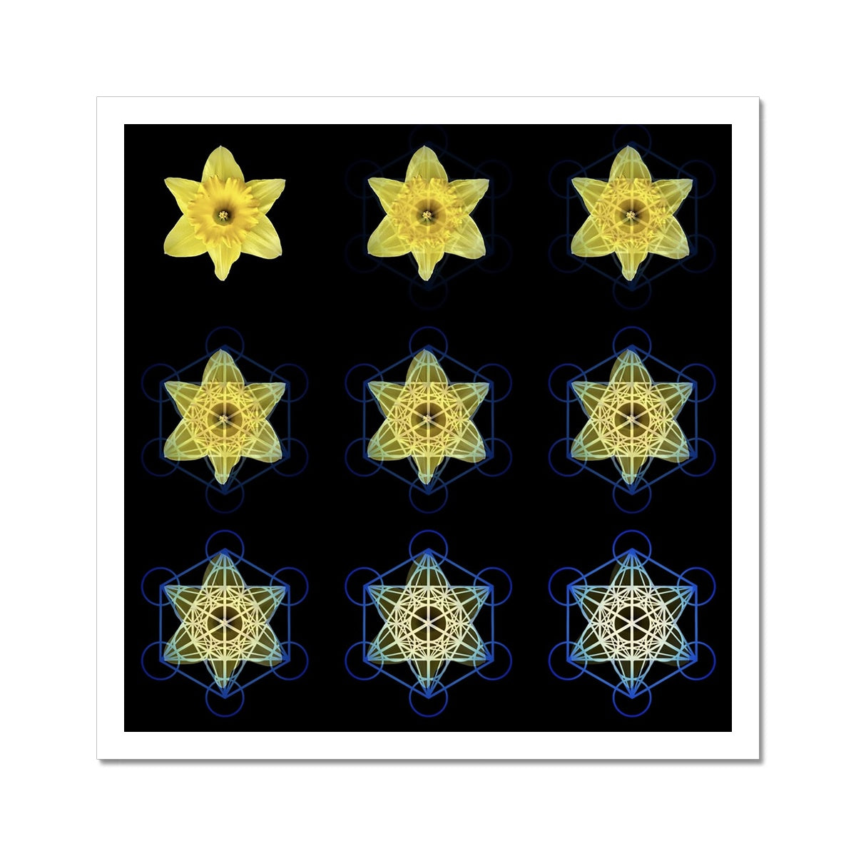 The Geometry of Flowers 3 C-Type Print