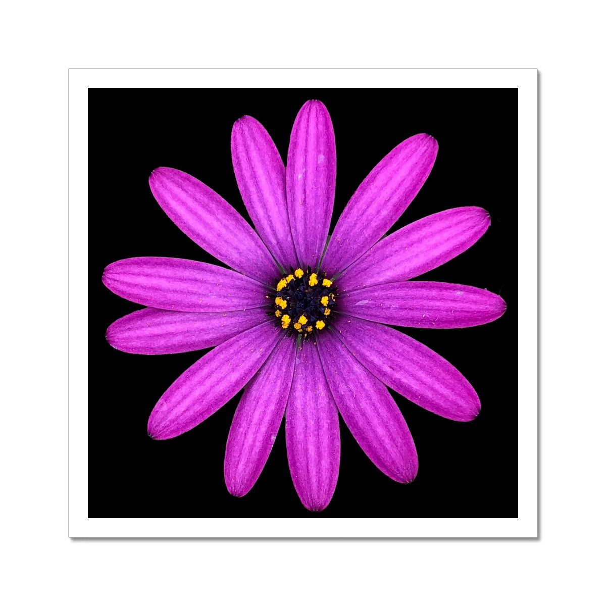 Pink Flower Print 'Osteospermum Tresco Purple' C-Type Print - Nature of Flowers
