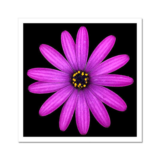 Pink Flower Print 'Osteospermum Tresco Purple' C-Type Print - Nature of Flowers