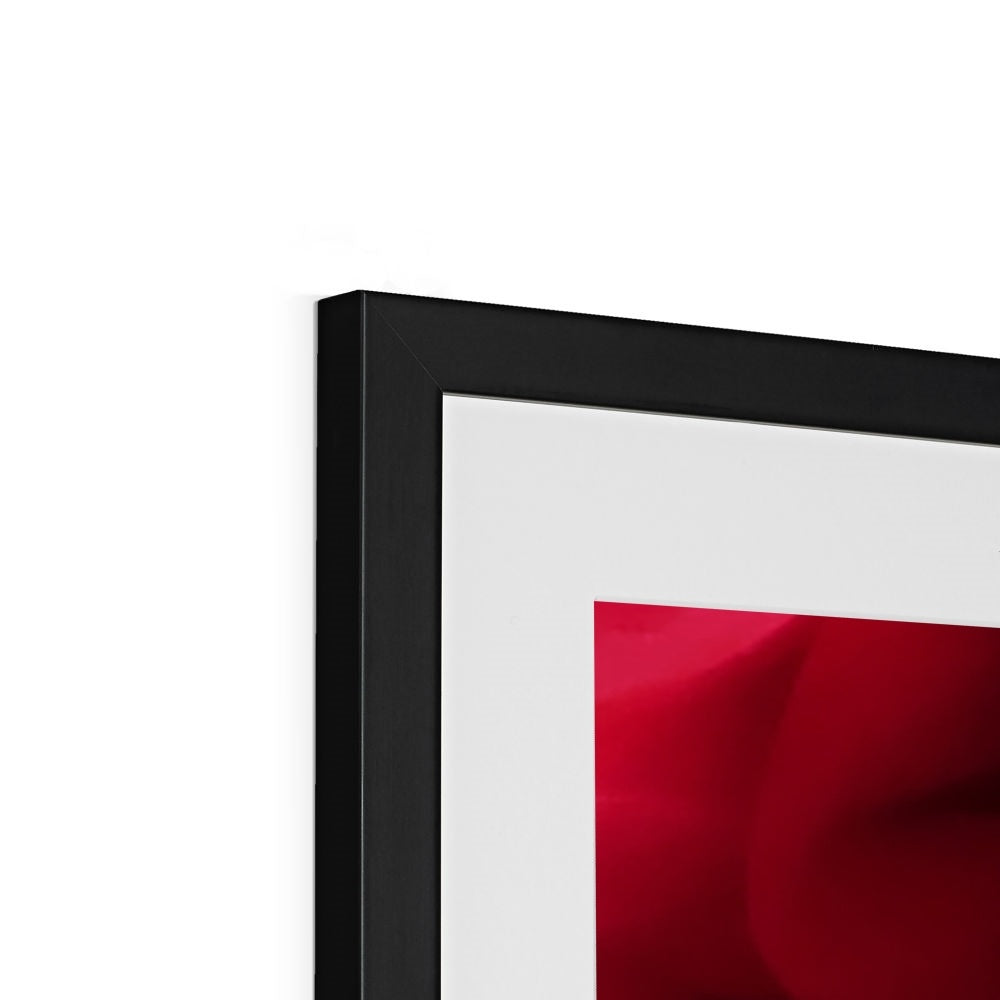 Red Rose Macro Flower Framed & Mounted Print