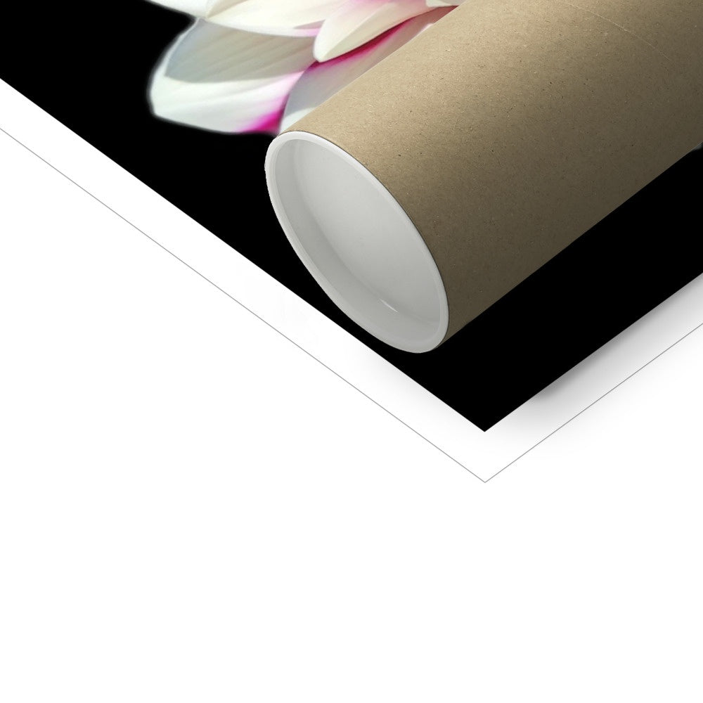 Pink Dahlia Print C-Type Print - Nature of Flowers