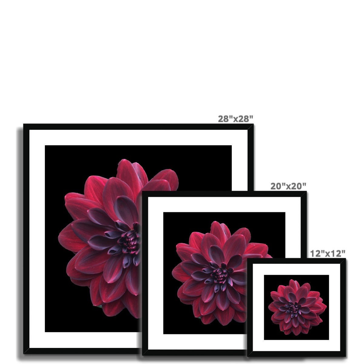 Red Dahlia Print Framed & Mounted Print - Nature of Flowers