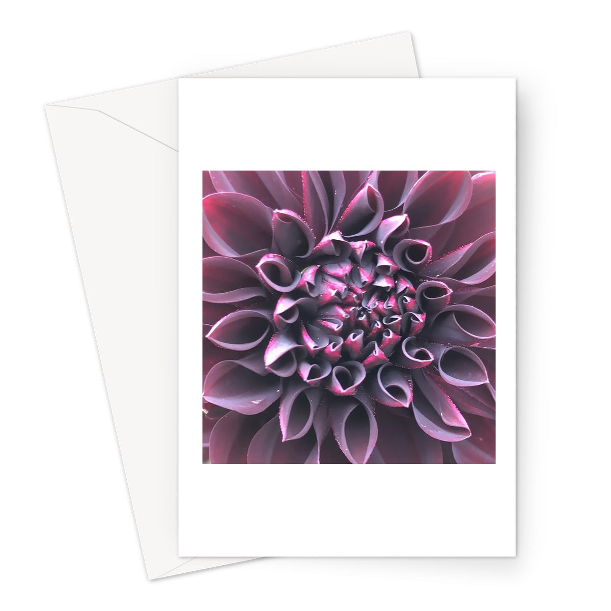 Purple Dahlia Macro Flower Greeting Card