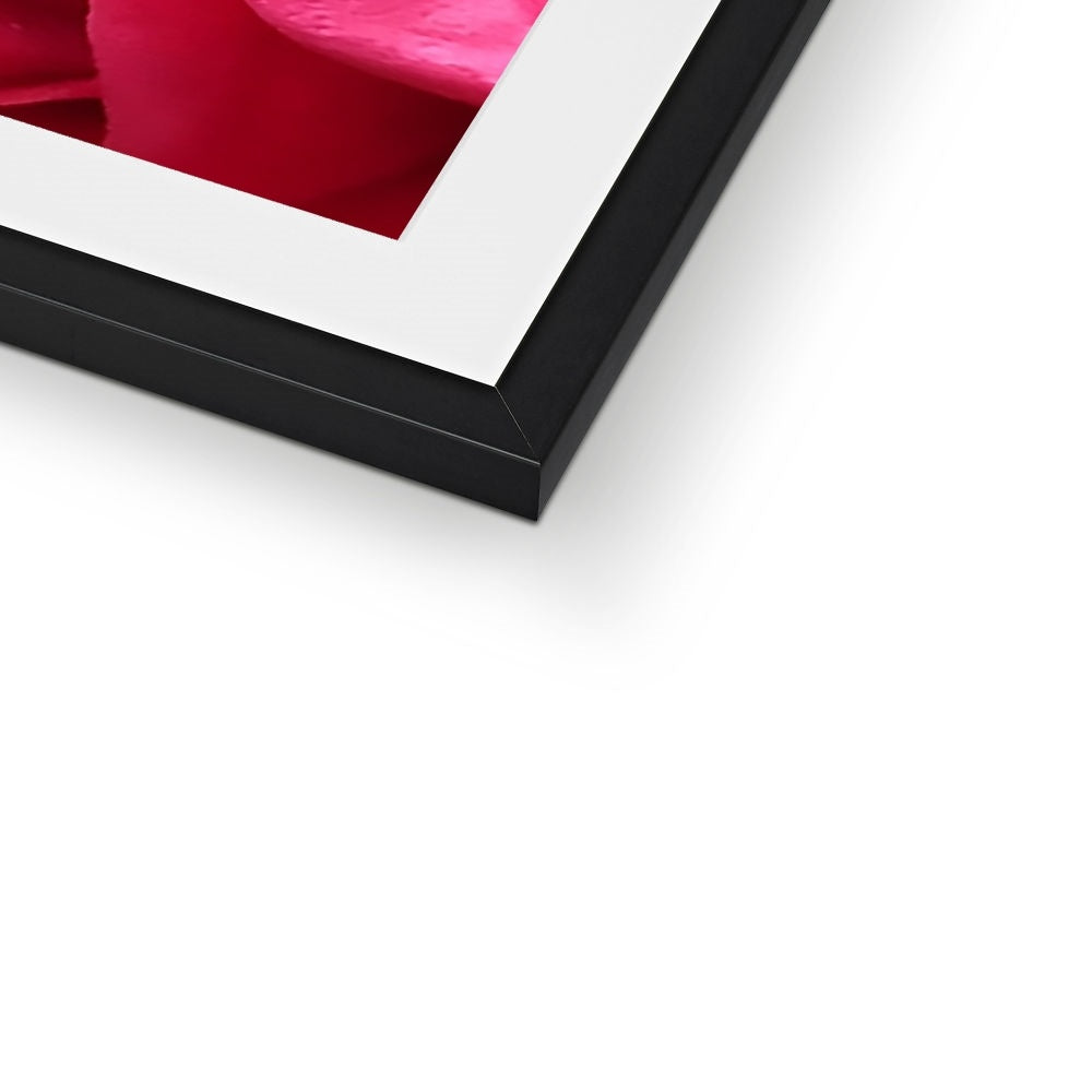 Red Rose Macro Flower Framed & Mounted Print