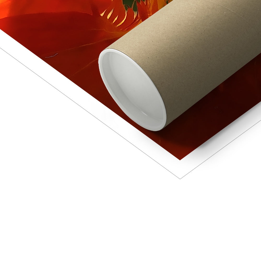 Orange Nasturtium Macro Flower C-Type Print