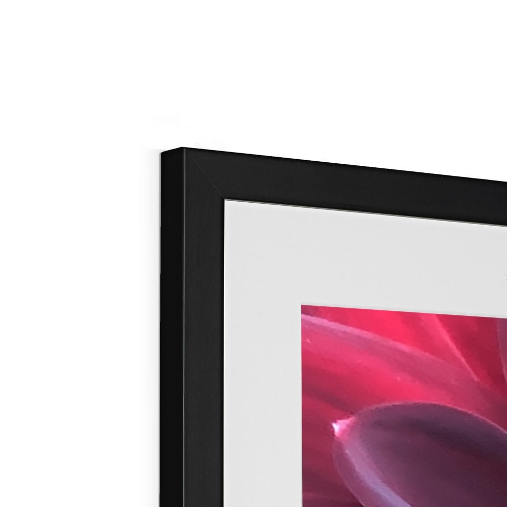 Deep Red Dahlia Macro Flower Framed & Mounted Print