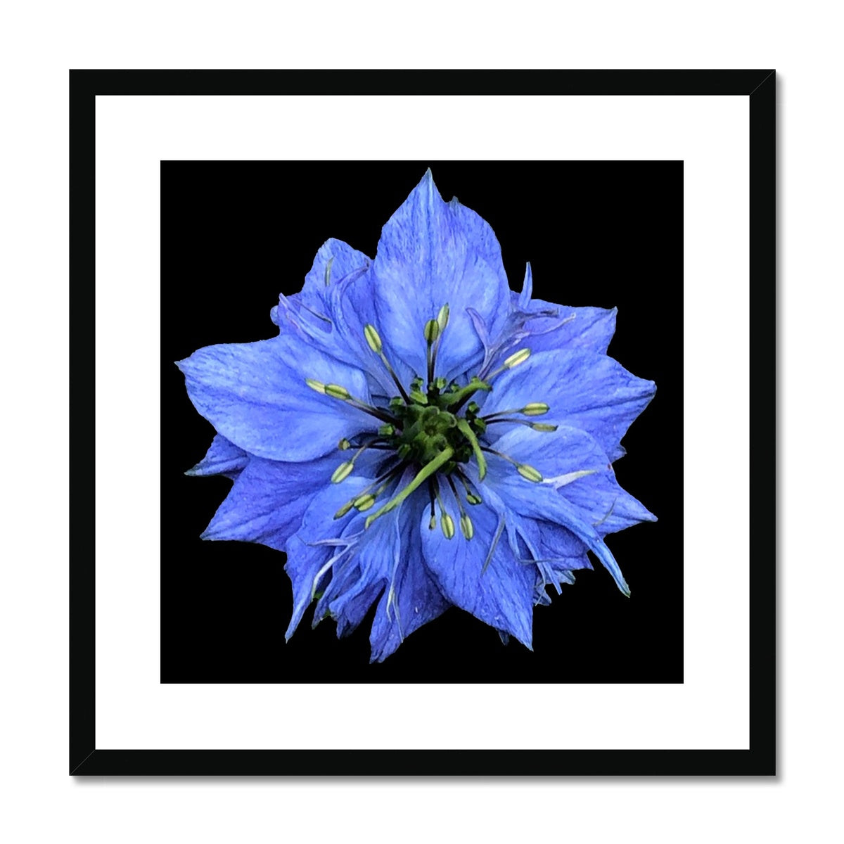 Blue Flower Print 'Nigella Damascene Miss Jekyll' Framed & Mounted Print - Nature of Flowers