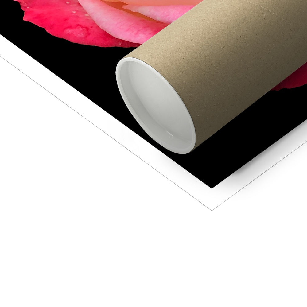 Pink Rose Print C-Type Print