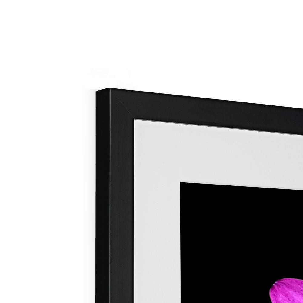 Pink Flower Print 'Osteospermum Tresco Purple' Framed & Mounted Print - Nature of Flowers