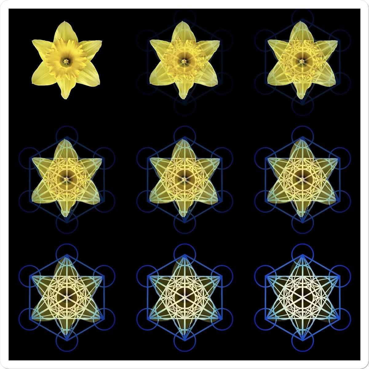 The Geometry of Flowers 3 Sticker