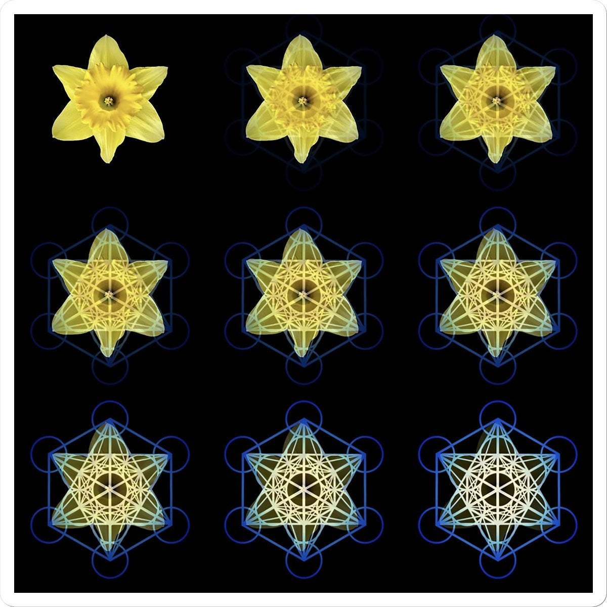The Geometry of Flowers 3 Sticker