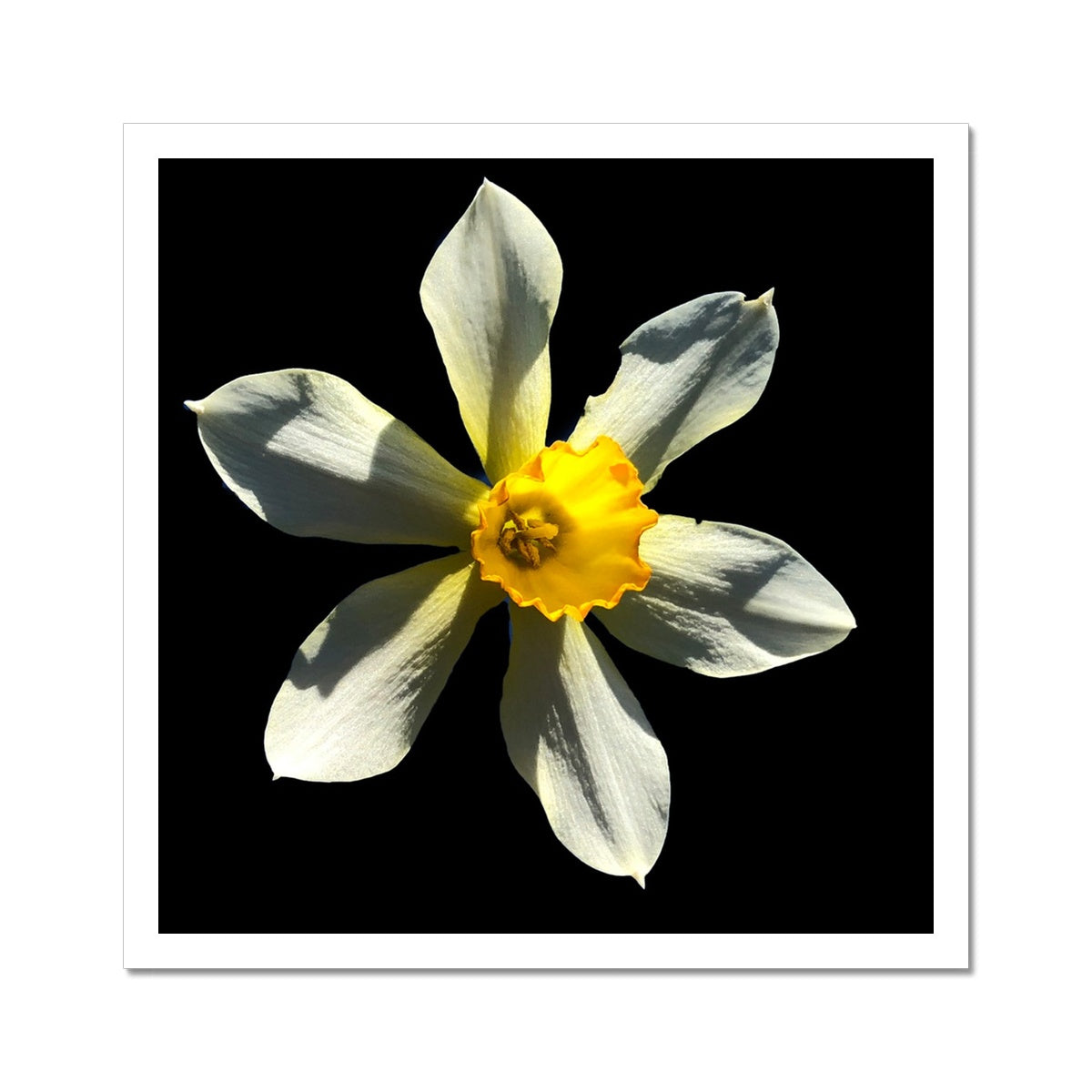Daffodil Flower Print C-Type Print - Nature of Flowers