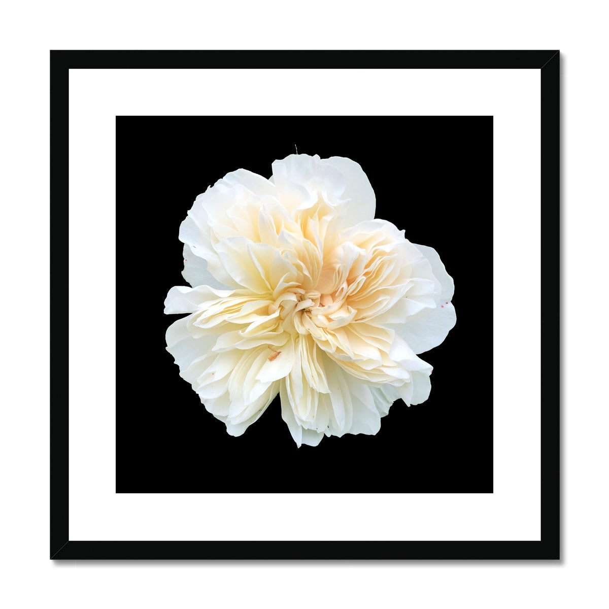 White Rose Print Framed & Mounted Print