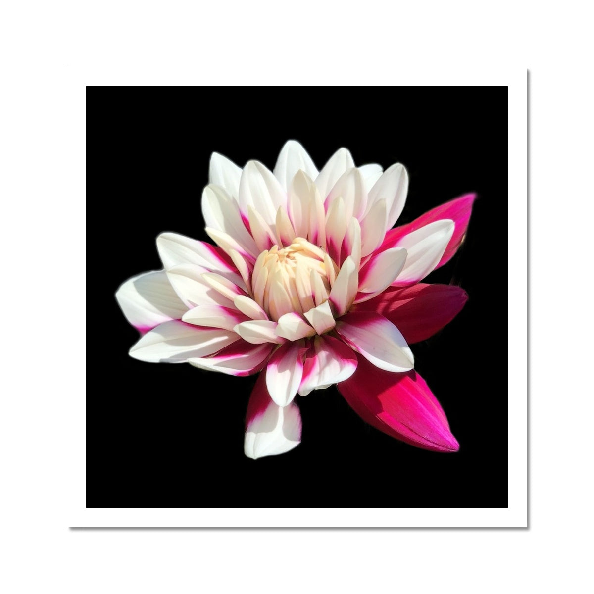Pink Dahlia Print C-Type Print - Nature of Flowers