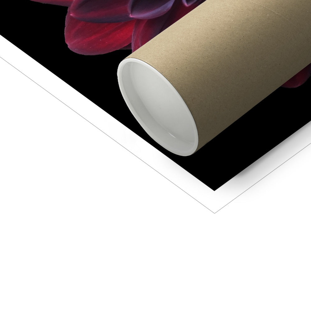Red Dahlia Print C-Type Print - Nature of Flowers