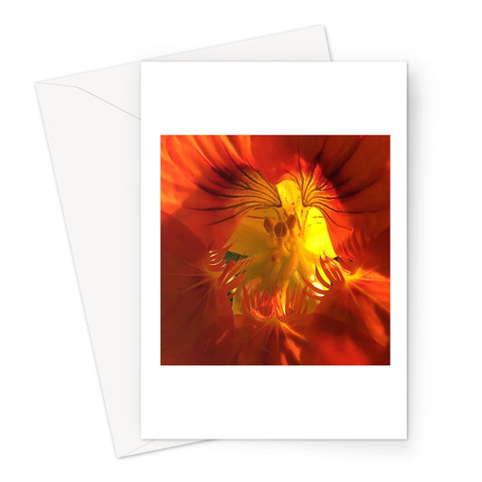 Orange Nasturtium Macro Flower  Greeting Card