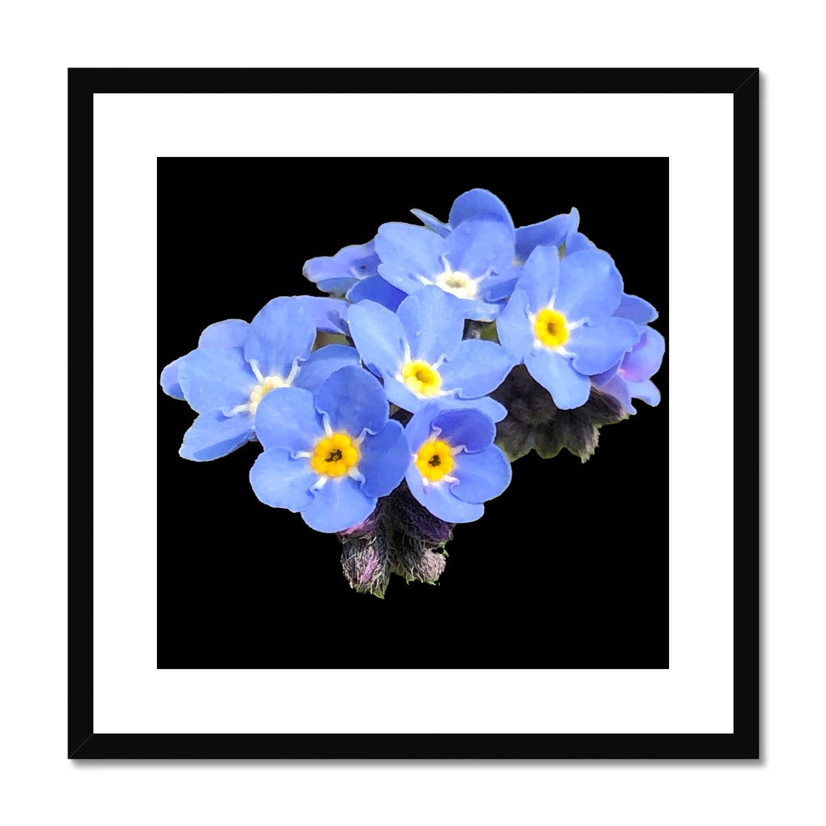 Forget me Not Print Framed & Mounted Print