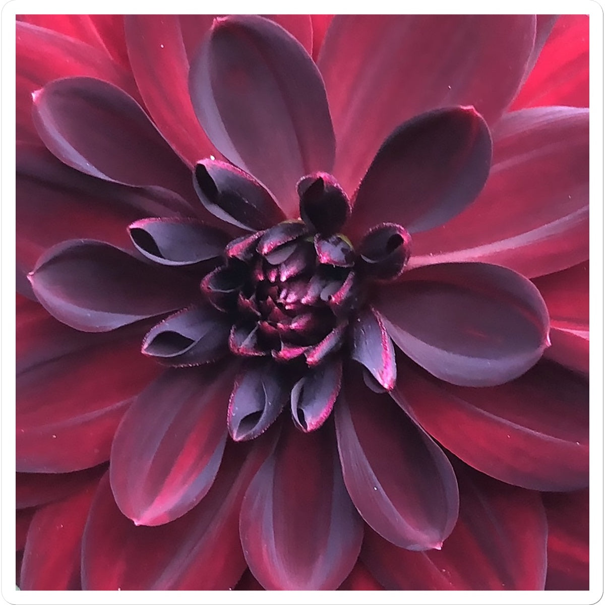 Deep Red Dahlia Macro Flower Sticker