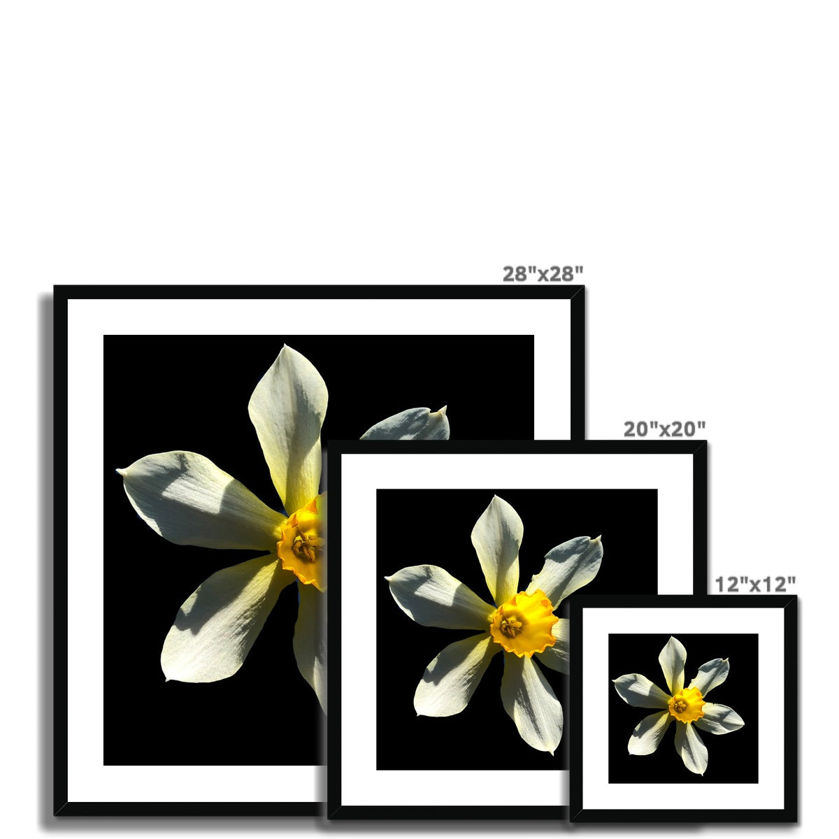 Daffodil Flower Print Framed & Mounted Print - Nature of Flowers