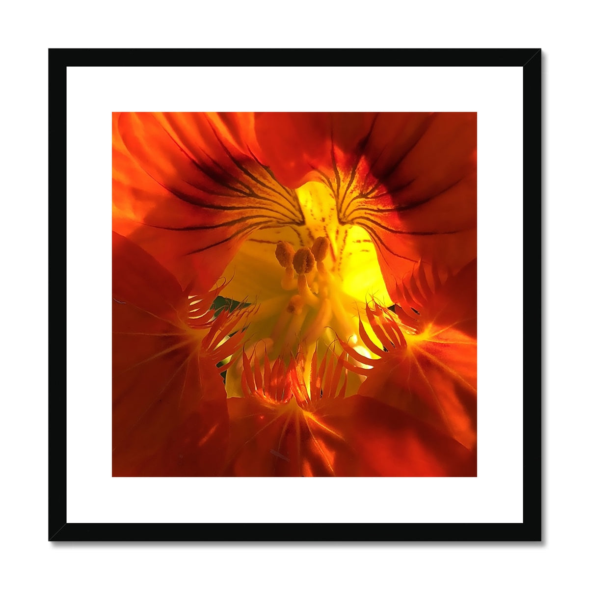 Orange Nasturtium Macro Flower Framed & Mounted Print