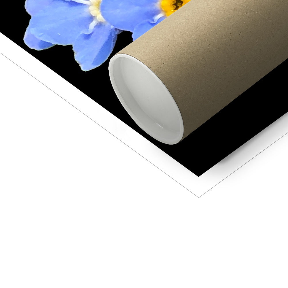 Forget me Not Print C-Type Print - Nature of Flowers