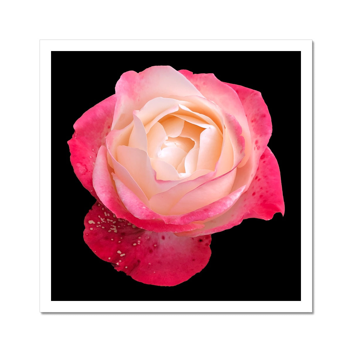 Pink Rose Print C-Type Print