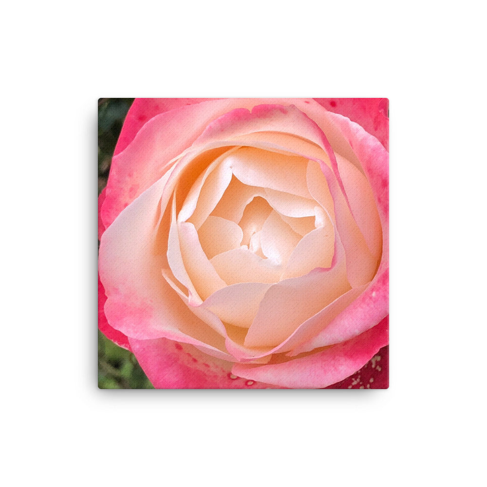 "Deep inside the mellowness" Pink and Red Flower Canvas - Nature of Flowers