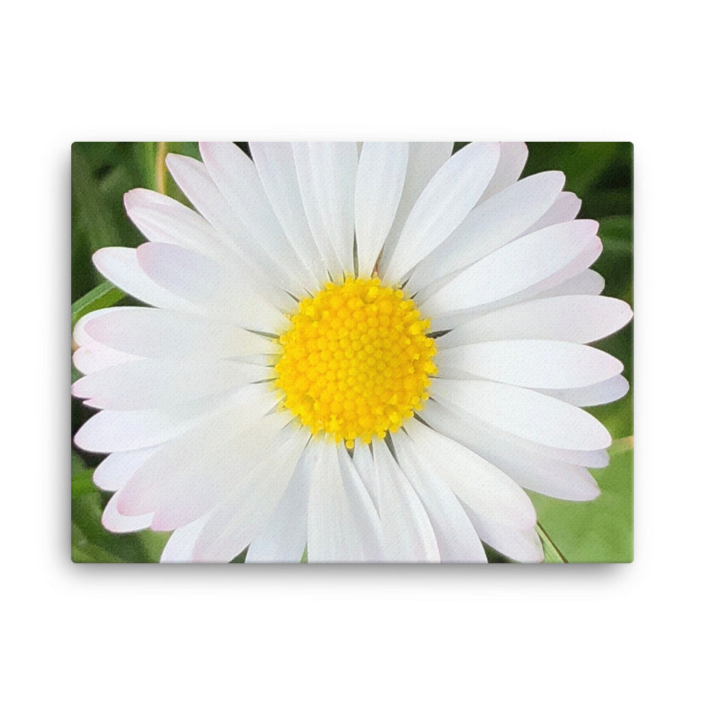 "Completing the almost perfect circle" White and Yellow Daisy Flower Canvas - Nature of Flowers