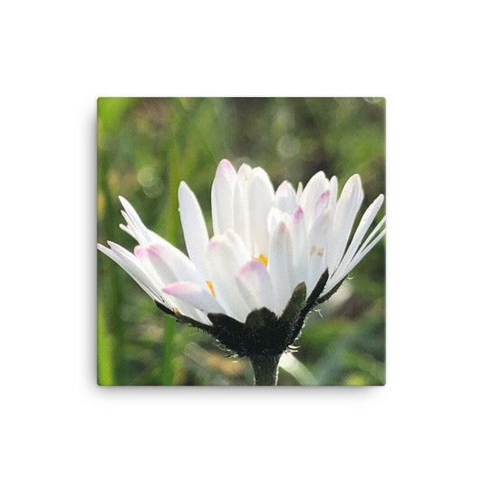 "There is always a way forward with positivity" White Daisy Flower Canvas - Nature of Flowers