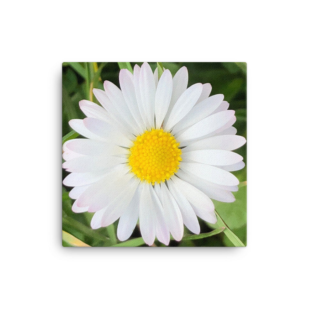 "Completing the almost perfect circle" White and Yellow Daisy Flower Canvas - Nature of Flowers