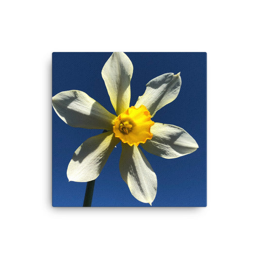 "Find your Peace" Yellow Flower Canvas - Nature of Flowers