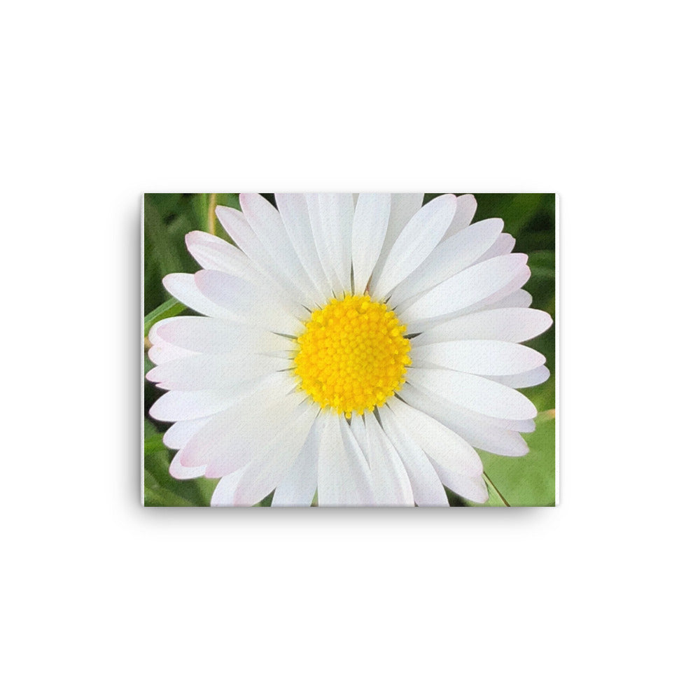 "Completing the almost perfect circle" White and Yellow Daisy Flower Canvas - Nature of Flowers