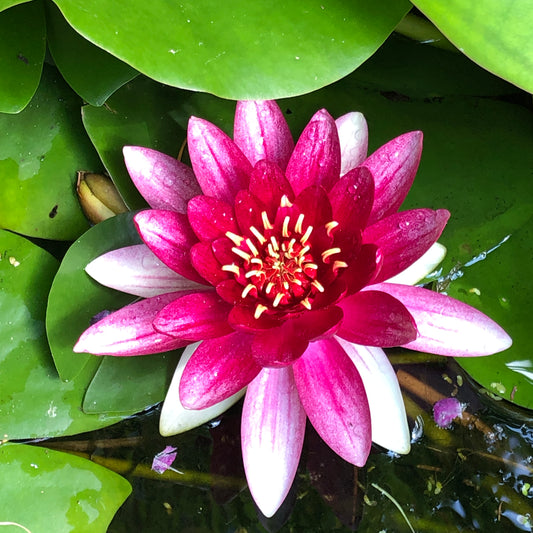"The Divine Symmetry: Exploring the Sacred Geometry Behind Flower Petals"