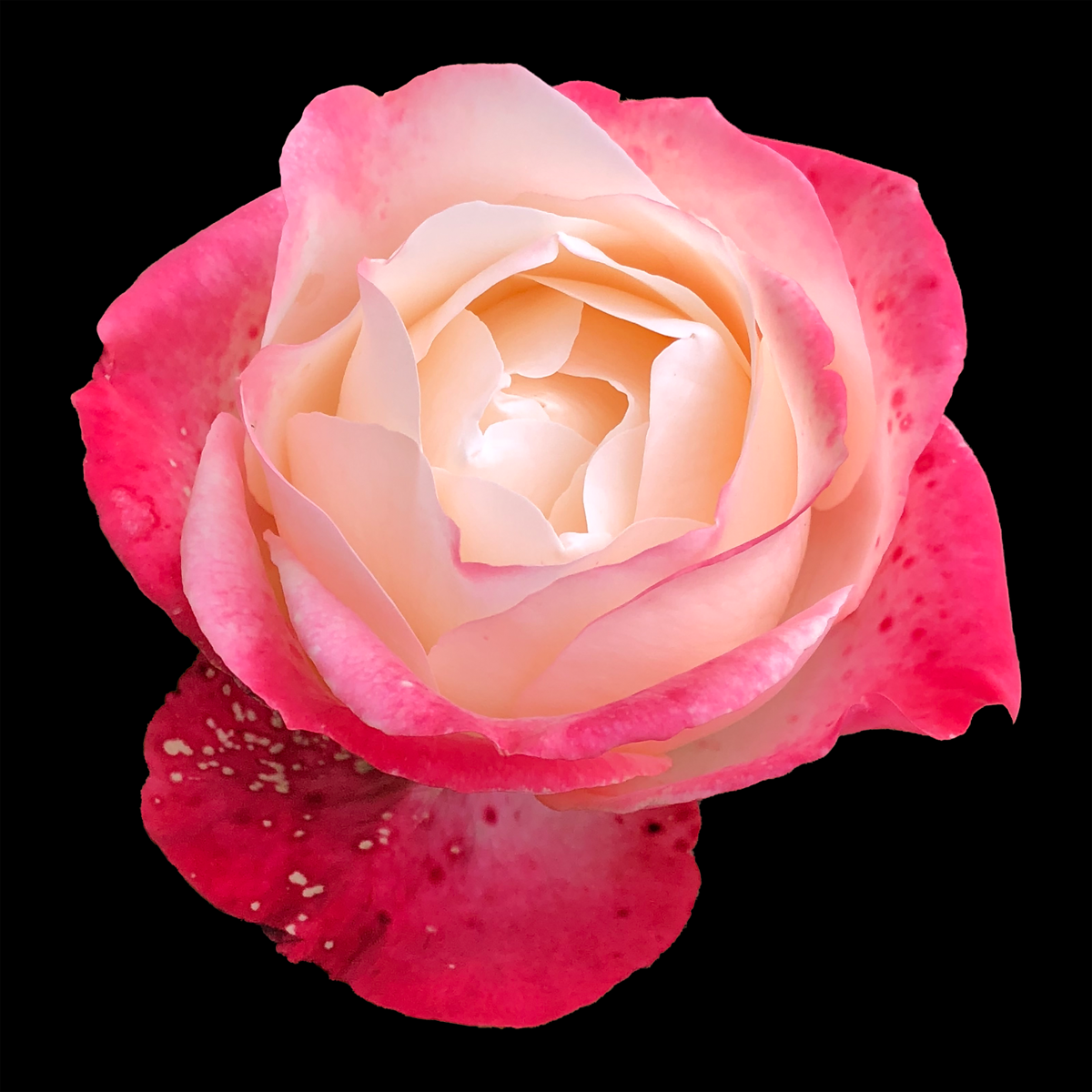 Pink Rose Print