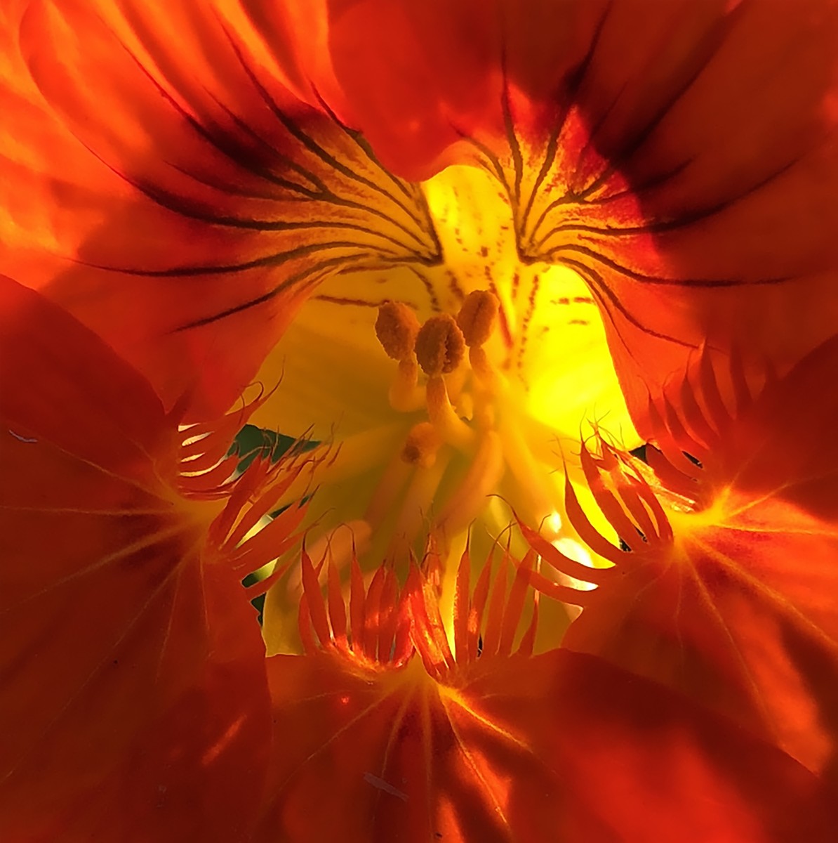 Sacred Geometry and Flower art by Quentin Carpenter Natureofflowers ...