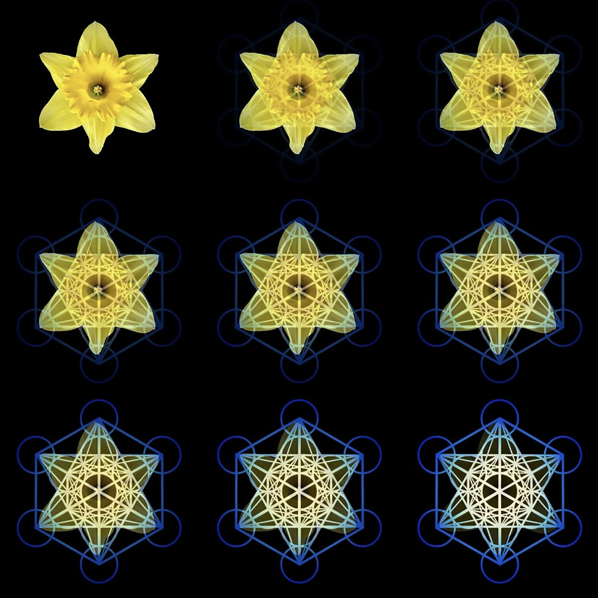 The Geometry of Flowers 3 | Nature of Flowers