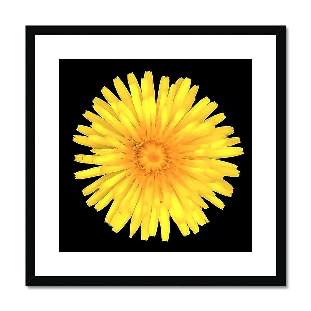 Dandelion Flower Framed & Mounted Print