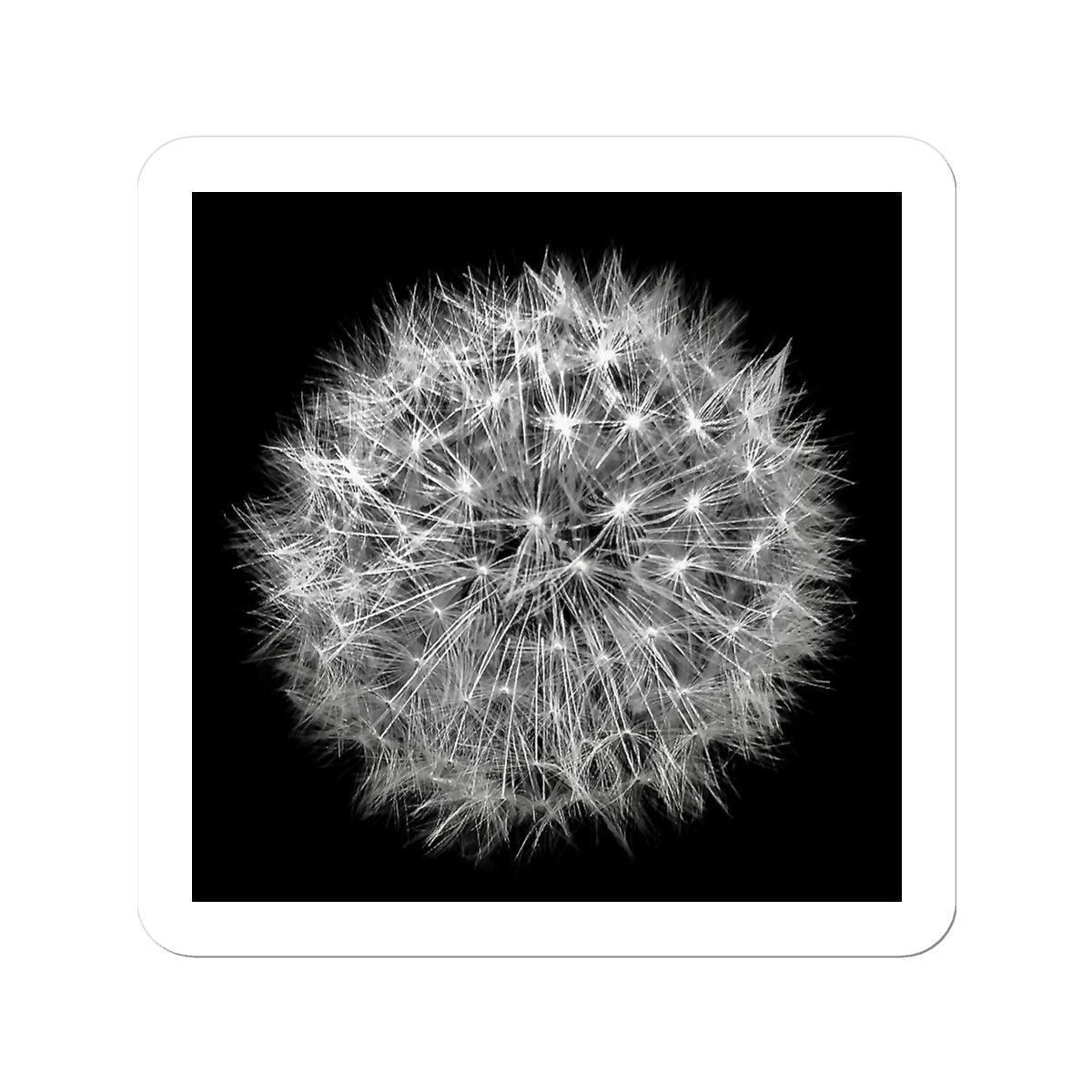 Dandelion Flower Clock Sticker