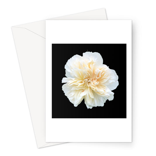 White Rose Print Greeting Card