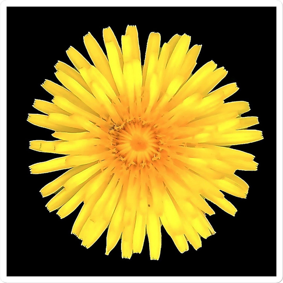 Dandelion Flower Sticker