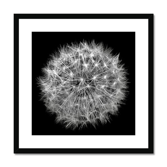 Dandelion Seed Head photograph in black and white against a black background Framed &amp; Mounted Print