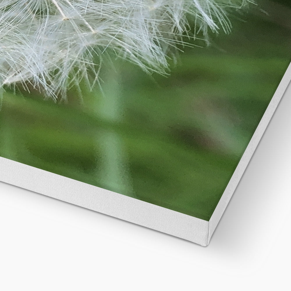 Dandelion Print Canvas