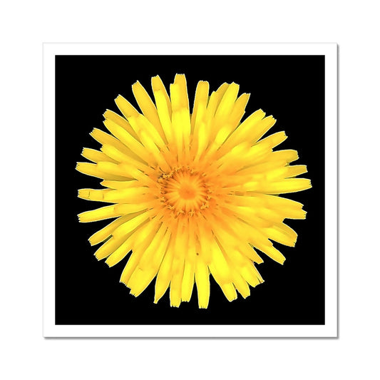 Dandelion Flower C-Type Print