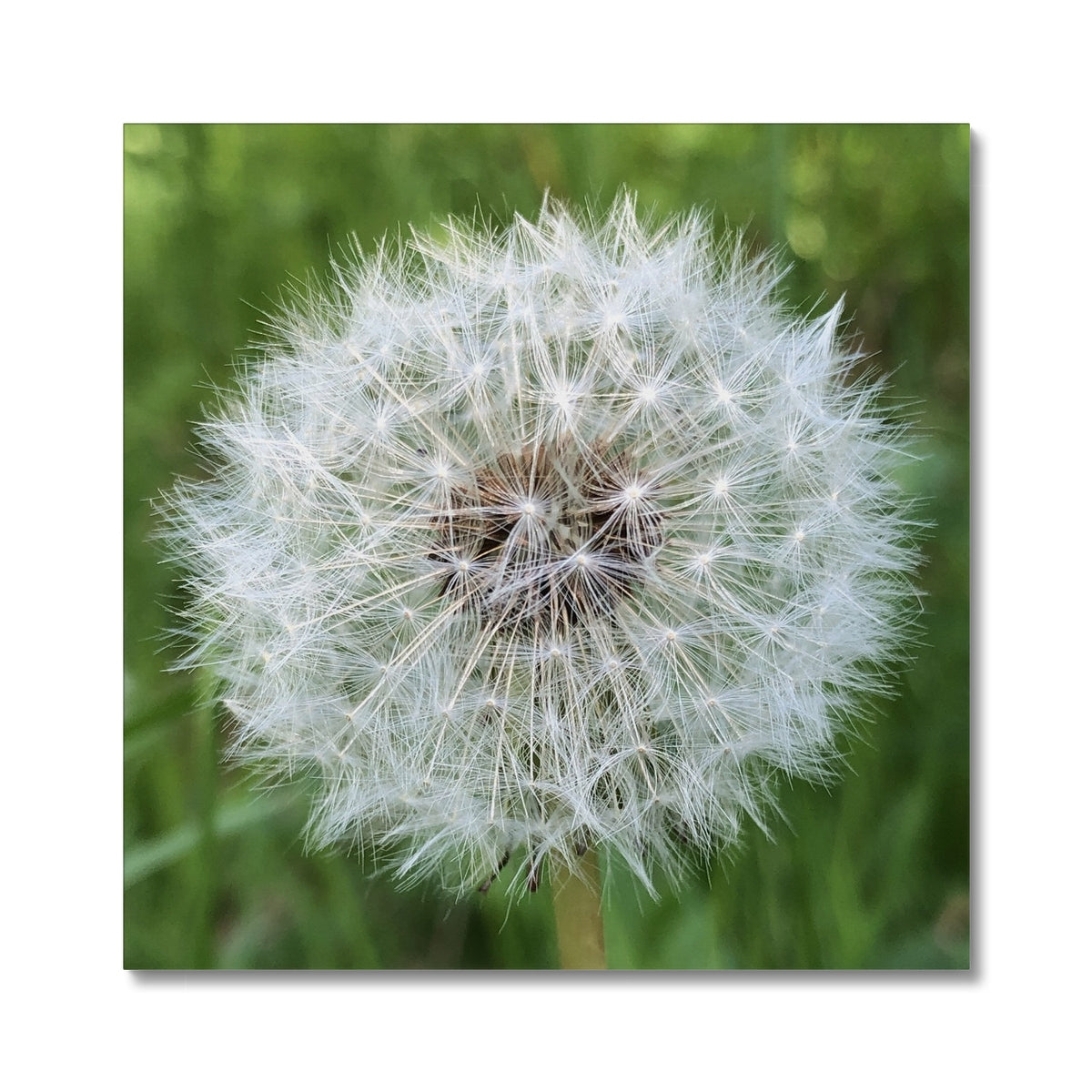 Dandelion Print Canvas