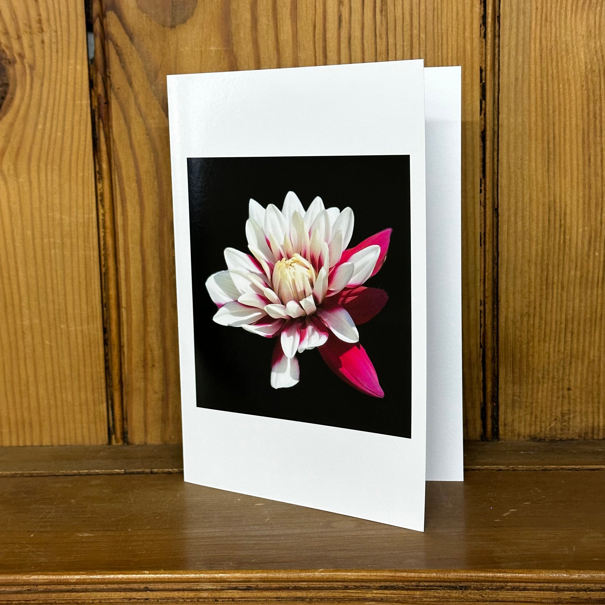 Pink Dahlia Print Greeting Card - Nature of Flowers